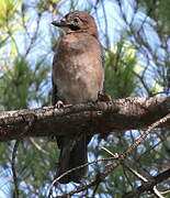 Eurasian Jay