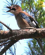 Eurasian Jay