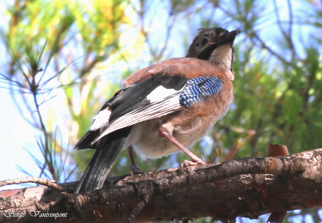 Eurasian Jayjuvenile, identification