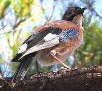 Eurasian Jay