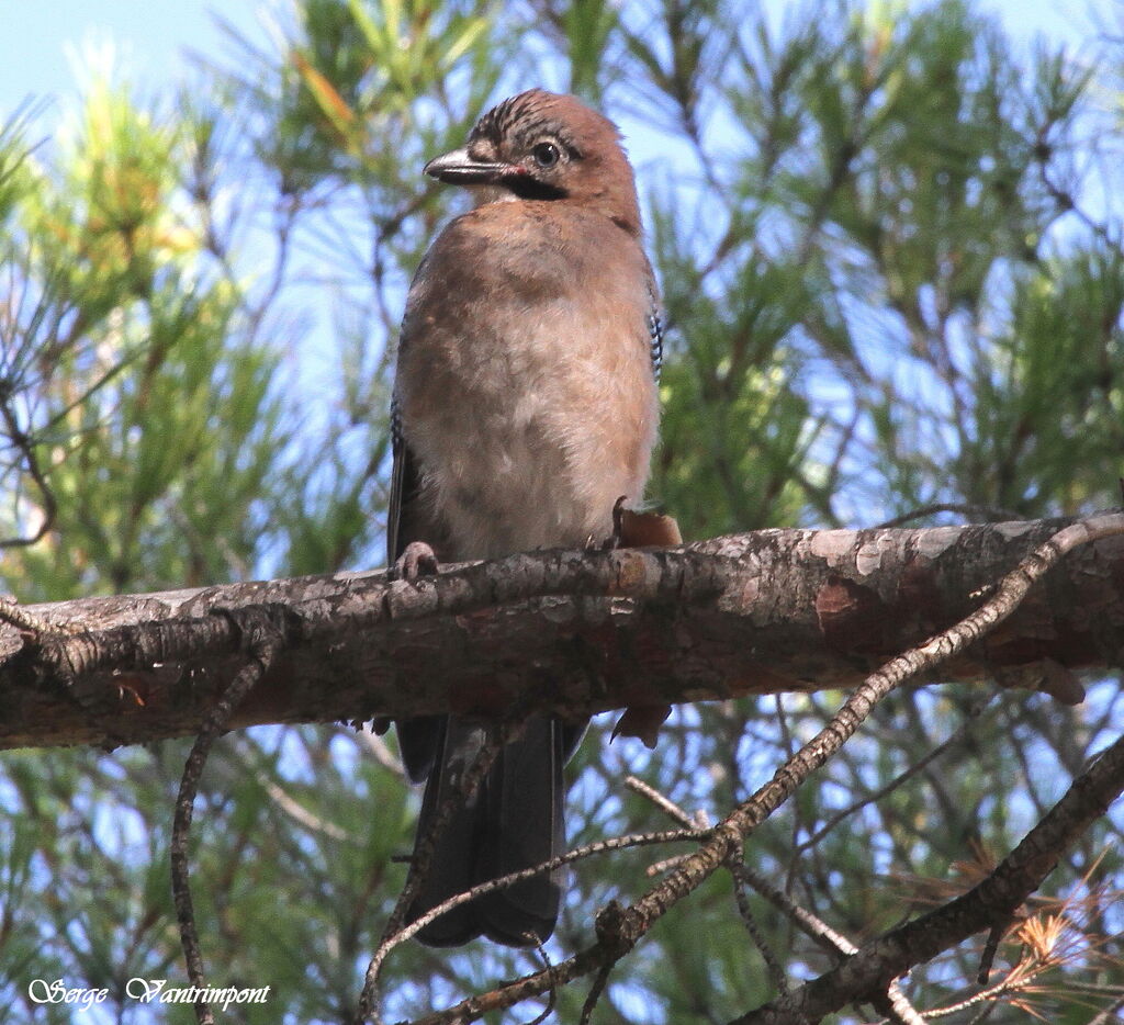 Eurasian Jayjuvenile, identification