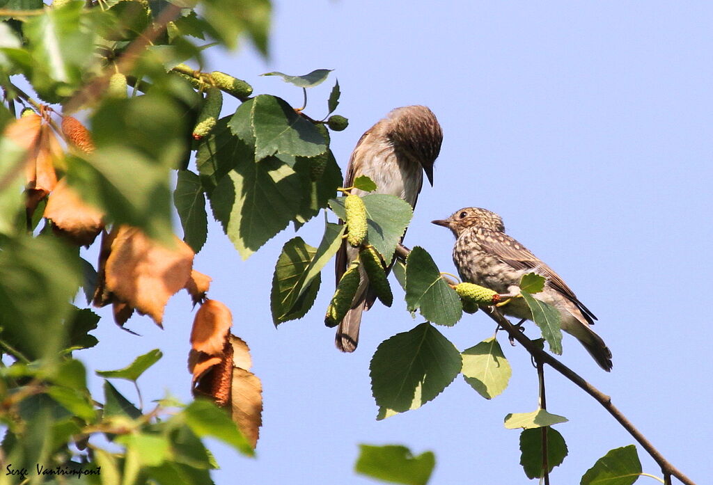 Spotted Flycatcher , Behaviour