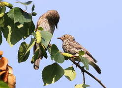 Spotted Flycatcher