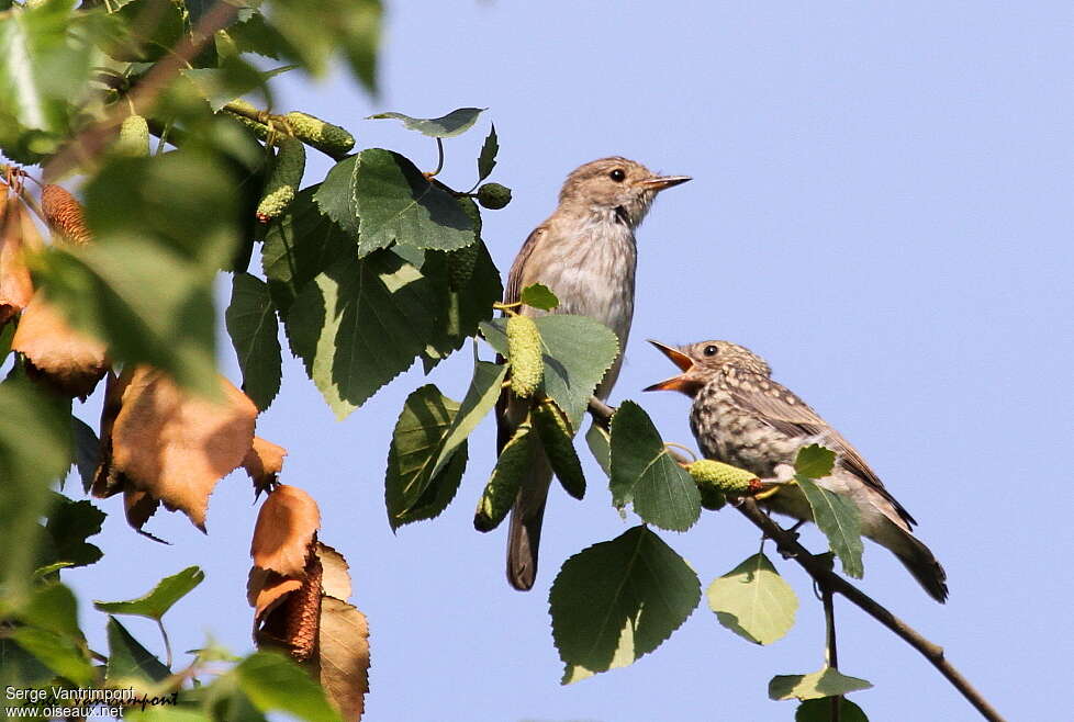 Spotted Flycatcher, pigmentation, Behaviour