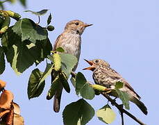 Spotted Flycatcher