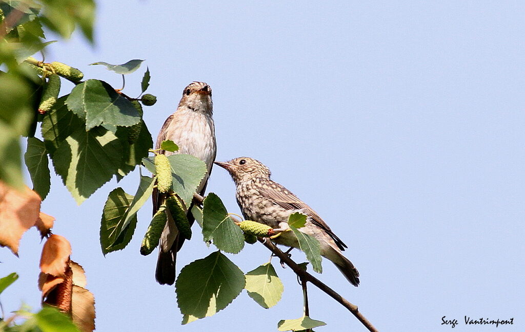 Spotted Flycatcher , Behaviour