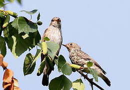 Spotted Flycatcher