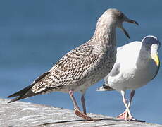 European Herring Gull