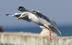 European Herring Gull