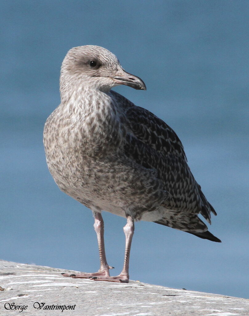 European Herring Gulladult, Behaviour