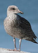 European Herring Gull