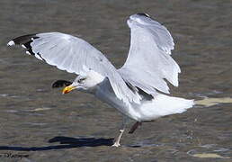 European Herring Gull