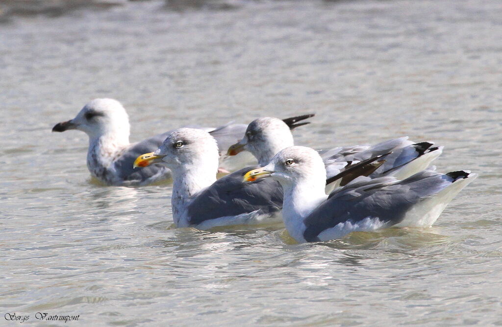 European Herring Gulladult, Behaviour