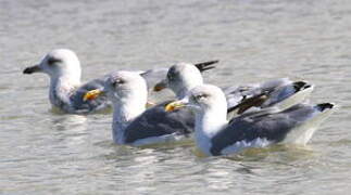 European Herring Gull