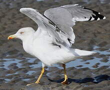 European Herring Gull