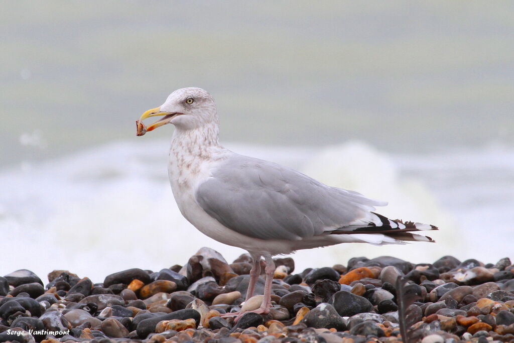 European Herring Gull, Behaviour