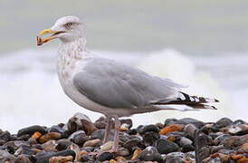 European Herring Gull