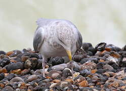 European Herring Gull