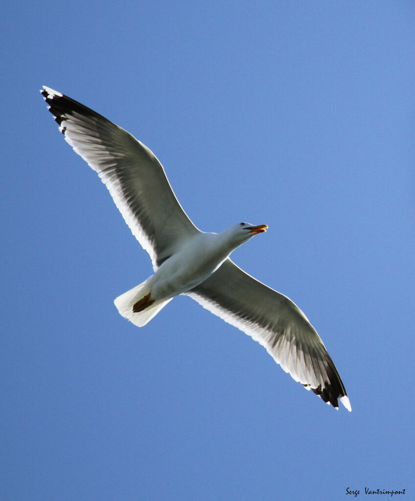 European Herring Gulladult, Flight