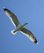 European Herring Gull