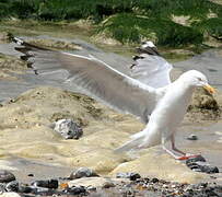 European Herring Gull