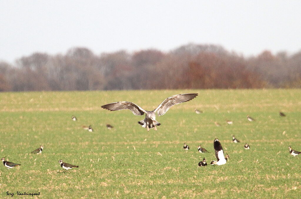 European Herring Gull