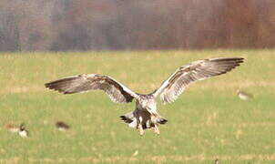 European Herring Gull