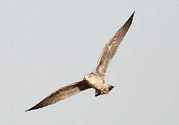 European Herring Gull