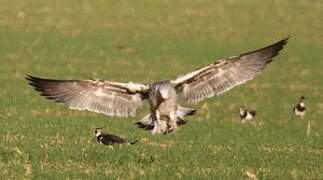 European Herring Gull