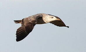 European Herring Gull