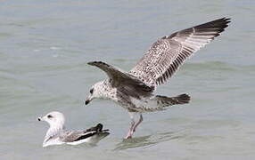 European Herring Gull