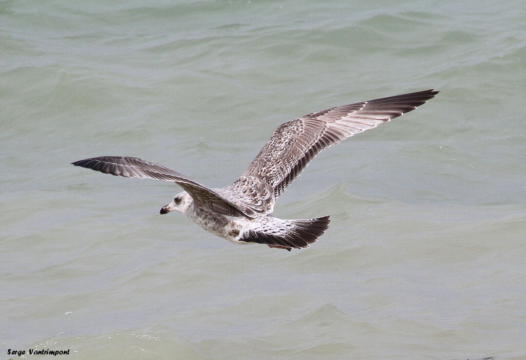 European Herring Gull, Flight