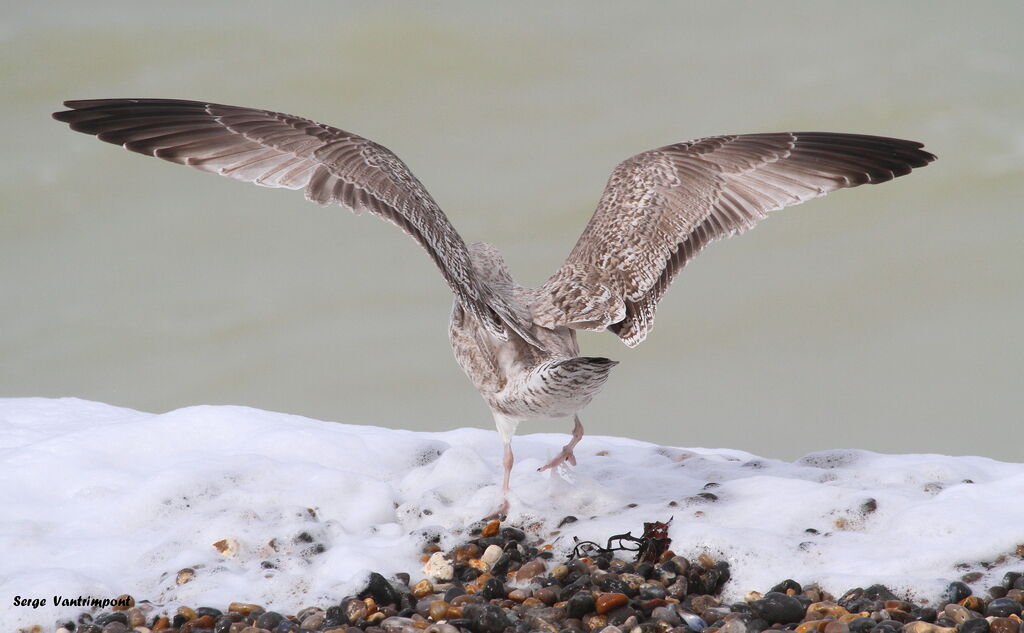 European Herring Gull, Flight, Behaviour