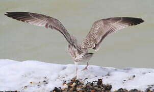 European Herring Gull