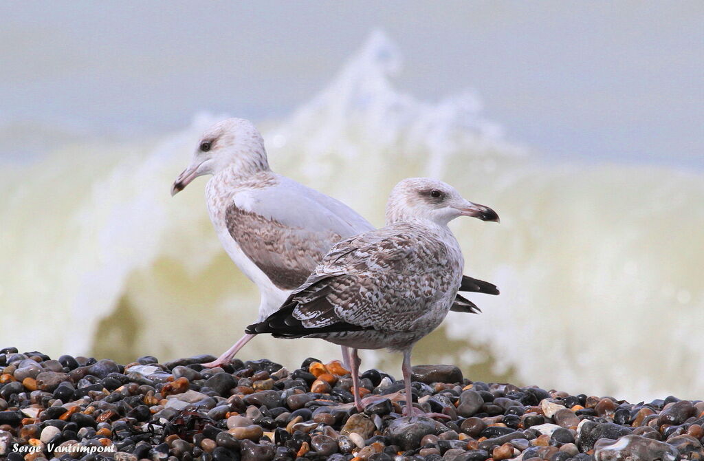 European Herring Gull, Behaviour