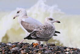 European Herring Gull