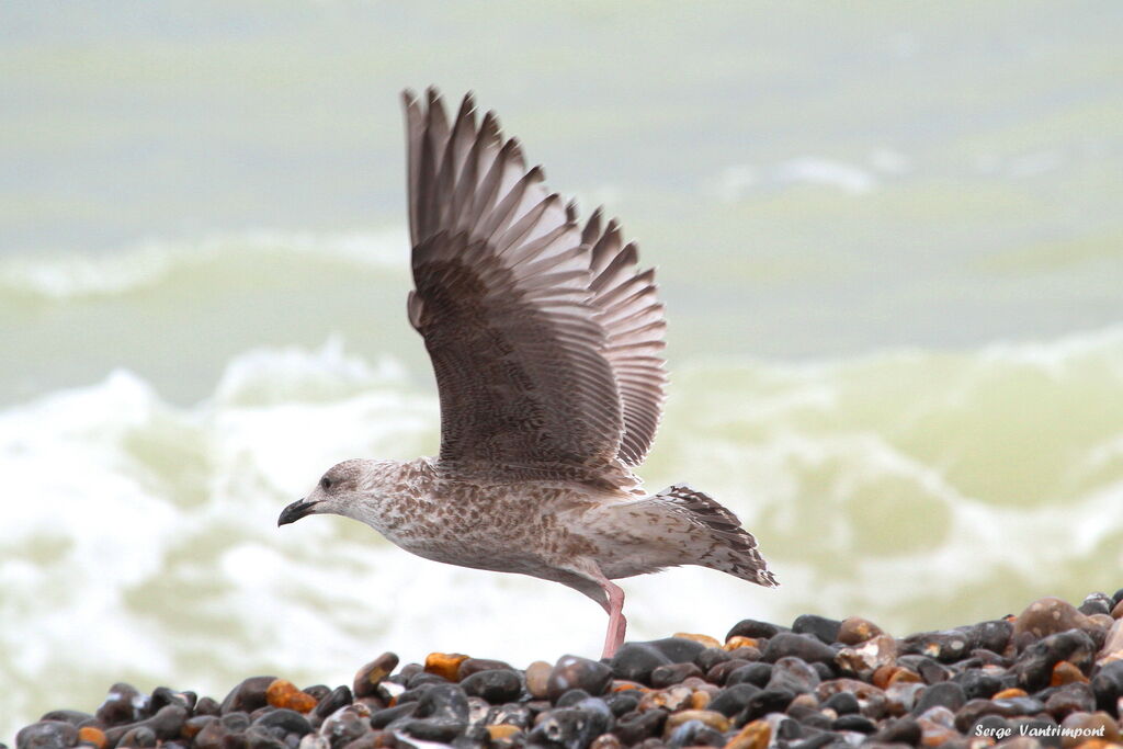 European Herring Gull