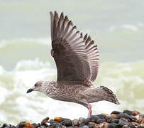 European Herring Gull