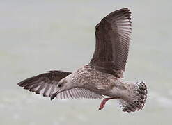 European Herring Gull