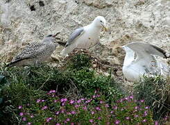 European Herring Gull