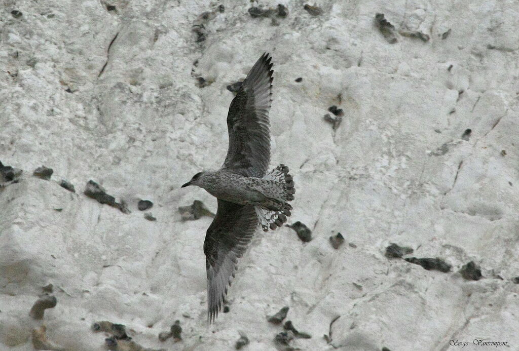 European Herring Gull, Flight