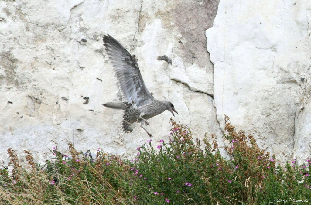 European Herring Gull, Flight