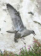 European Herring Gull