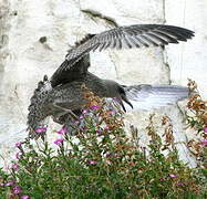 European Herring Gull