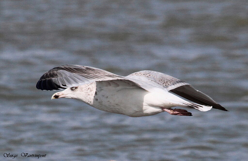 European Herring Gulladult, Flight