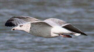 European Herring Gull