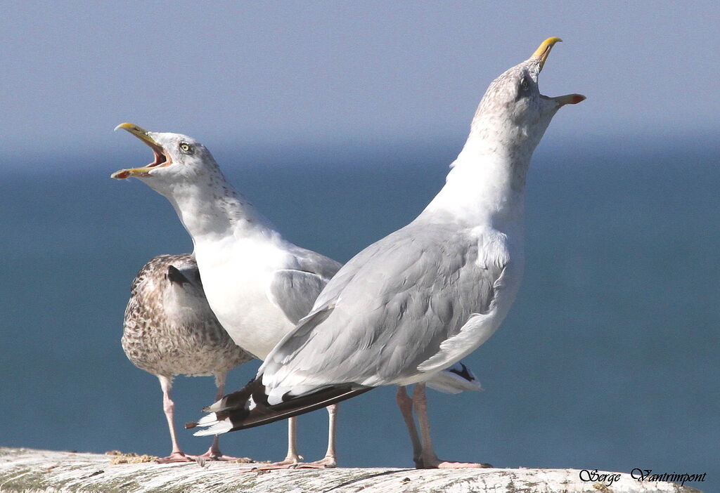 European Herring Gulladult, song, Behaviour