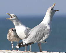 European Herring Gull