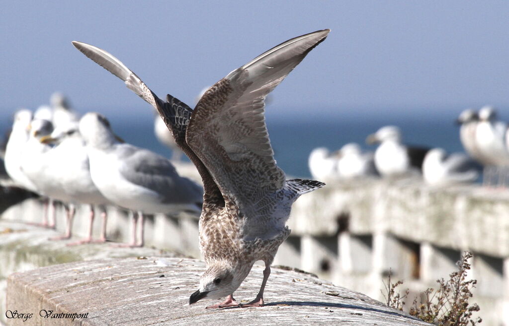 European Herring Gulladult, Behaviour