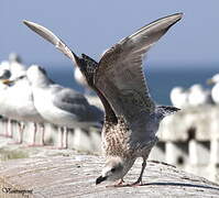 European Herring Gull